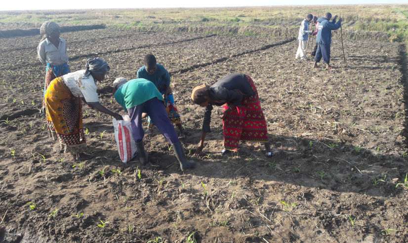 Winter cropping (Maize production), farmers applying fertilizer