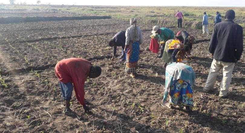 Winter cropping (Maize production), farmers applying fertilizer